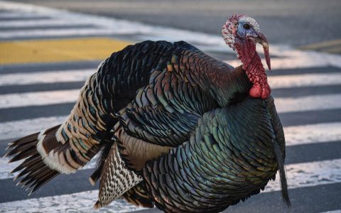 正好趕上感恩節，這是制表業的五只火雞